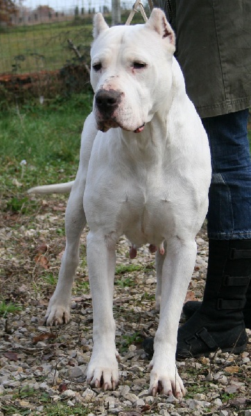 Tribale de los Hijos de la Luna