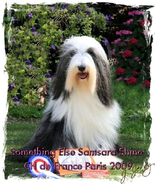 Accueil - Something Else Bearded Collies