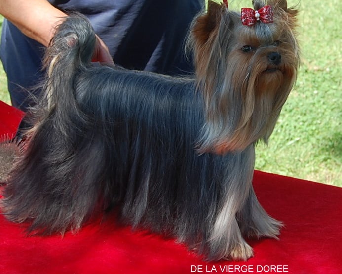 Publication : De la vierge doree