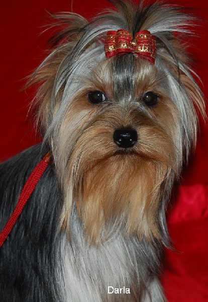 Publication : De la vierge doree