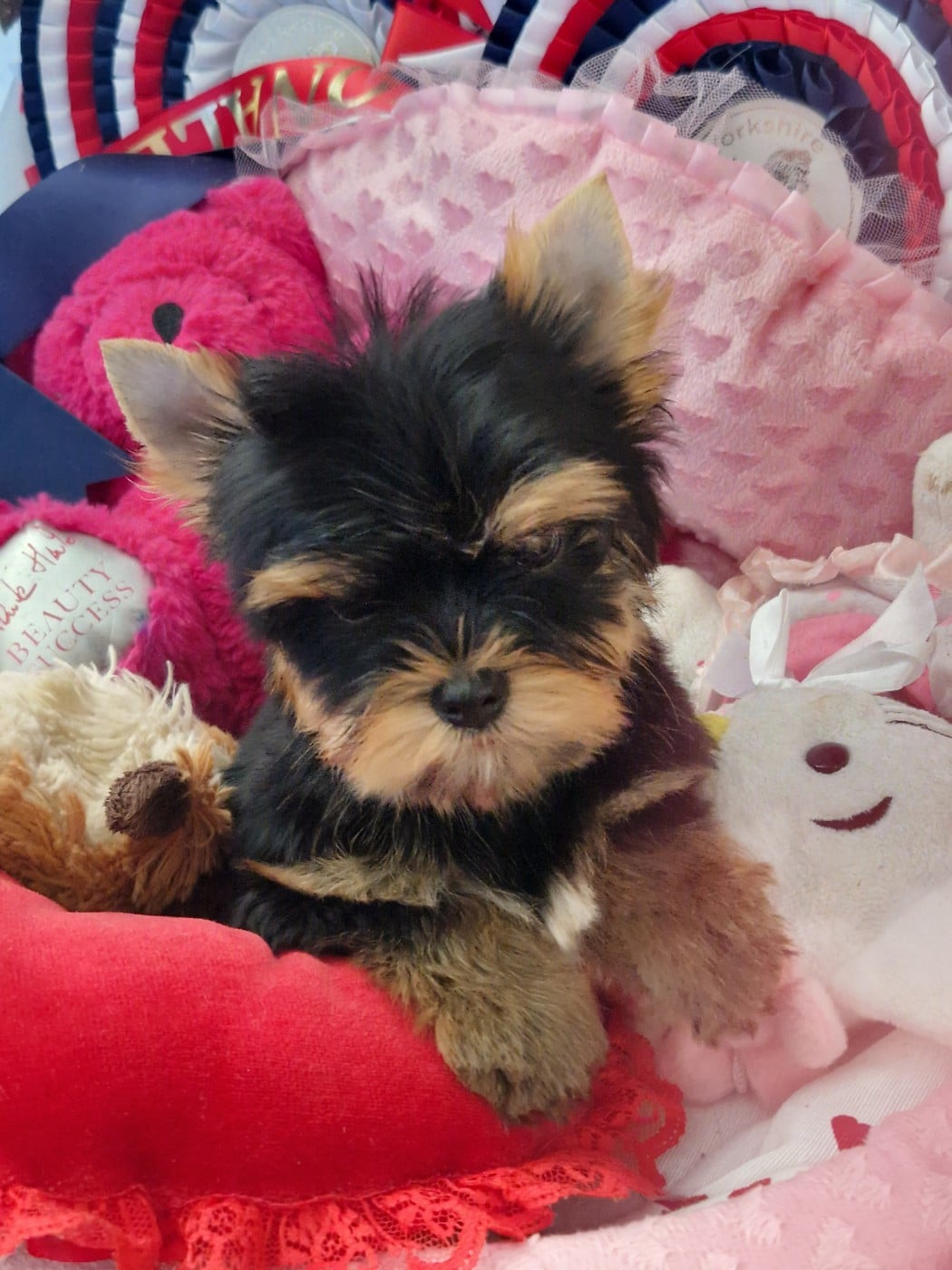 Chiot N°3 - Yorkshire Terrier