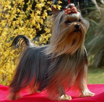 CH. Ev r dream Hunderwood - 1 ER EXC MEILLEUR JEUNE ET 3 EME AU GROUPE