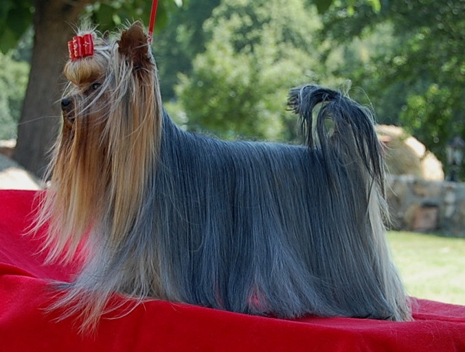 CH. Ev r dream Hunderwood - EXC