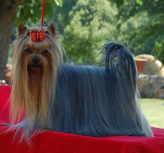 CH. Ev r dream Hunderwood - 1 ER CACS CACIB MEILLEUR DE RACE