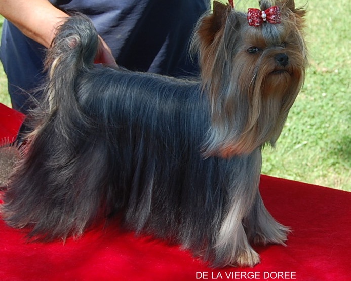 Femme fatale De la vierge doree - 2 EME EXC RCACS