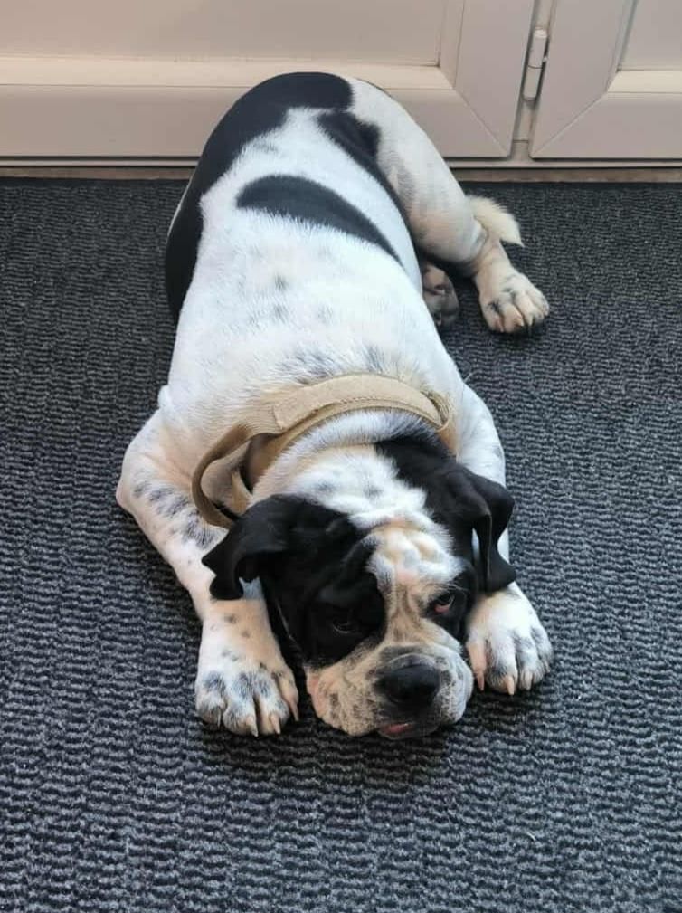 Alamo dit apache De la queue du grill