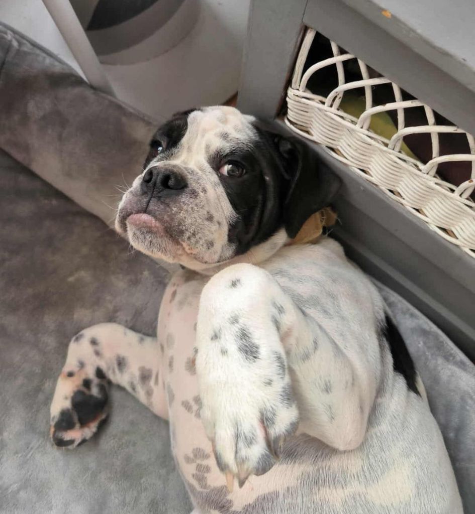 Alamo dit apache De la queue du grill