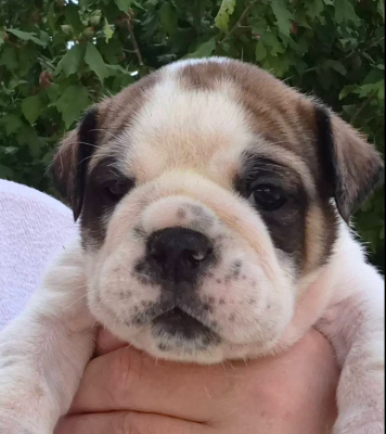 CHIOT 1 - Bulldog continental