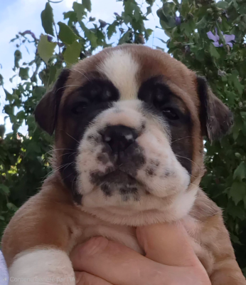 CHIOT 3 - Bulldog continental