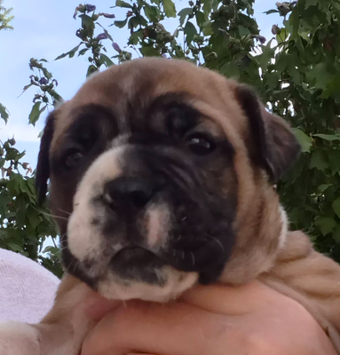 CHIOT 4 - Bulldog continental