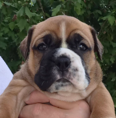 CHIOT 5 - Bulldog continental