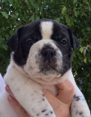 CHIOT 7 - Bulldog continental