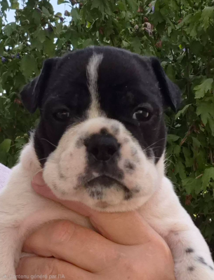 CHIOT 9 - Bulldog continental