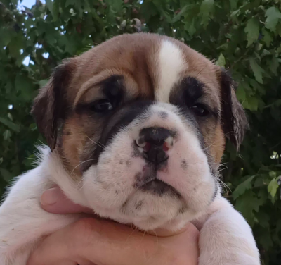 CHIOT 10 - Bulldog continental