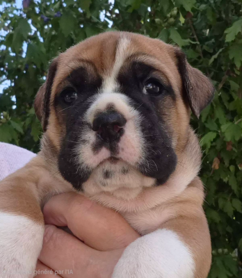 CHIOT 12 - Bulldog continental