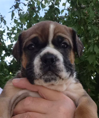 CHIOT 11 - Bulldog continental