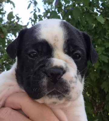 CHIOT 8 - Bulldog continental