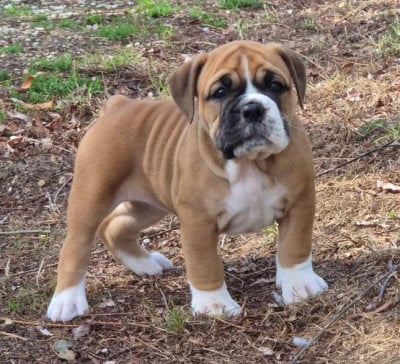 Les chiots de Bulldog continental
