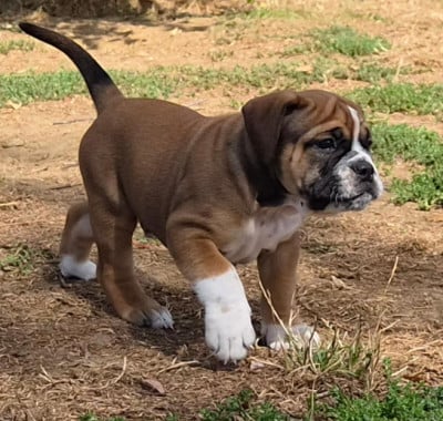 Les chiots de Bulldog continental