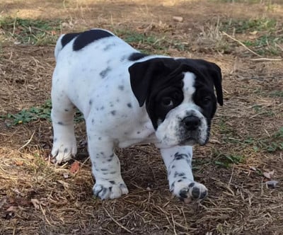 Les chiots de Bulldog continental