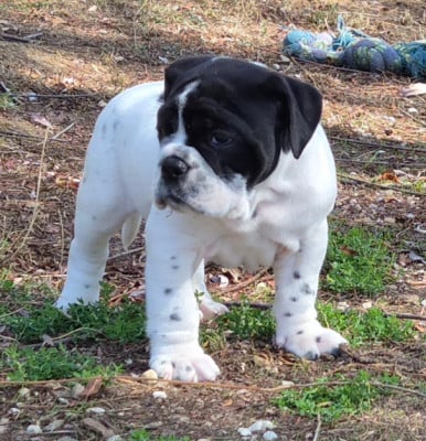 Les chiots de Bulldog continental