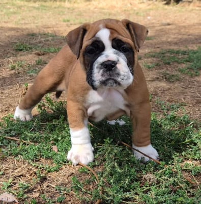Les chiots de Bulldog continental