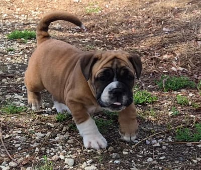 Les chiots de Bulldog continental