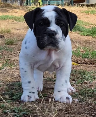 Les chiots de Bulldog continental