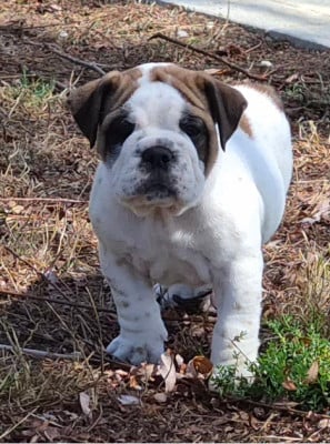 Les chiots de Bulldog continental