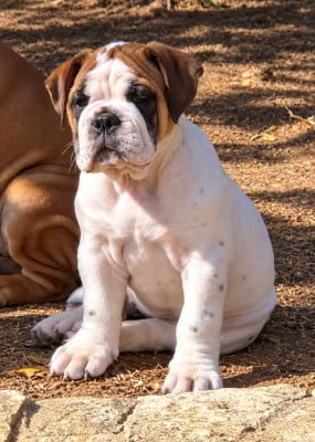 Les chiots de Bulldog continental