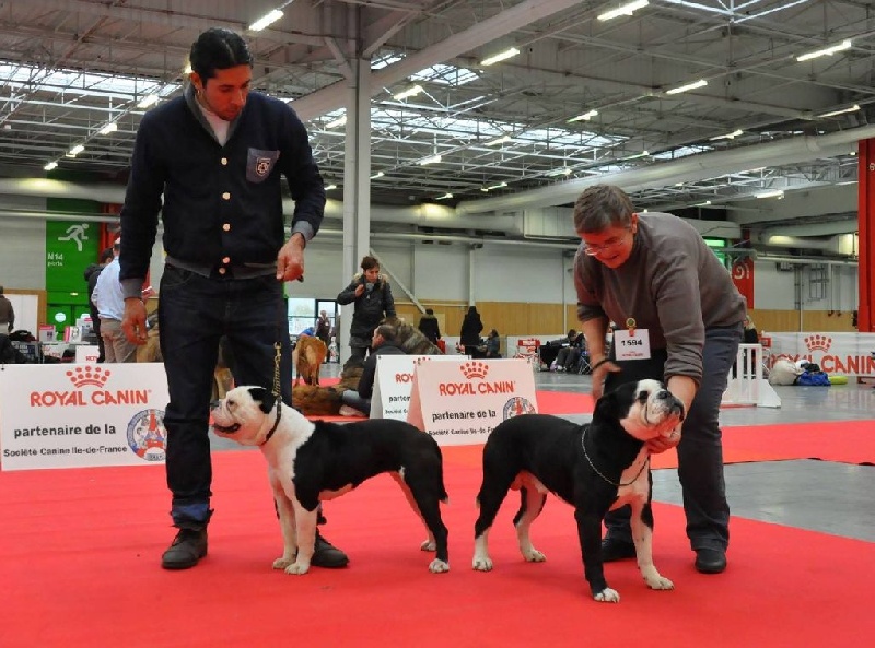 CH. Pickwick Zagan - 1er excellent , BOS