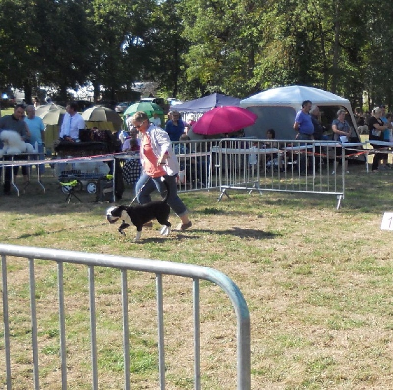 CH. Pickwick Zagan - 1er Exc CACS Meilleur de race