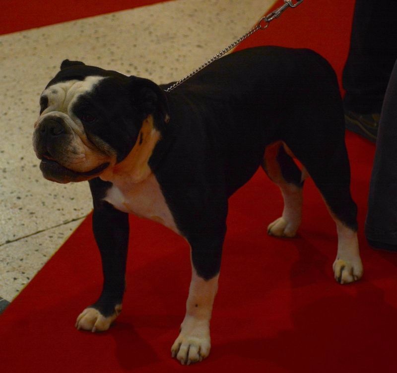 CH. Pickwick Zagan - 1er exc BOS