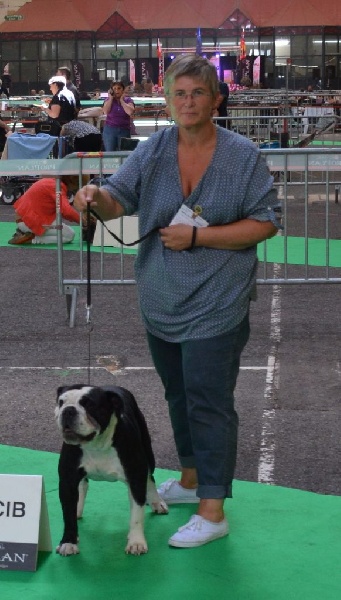 CH. Pickwick Zagan - 1er Exc CACS CACIB Meilleur de race