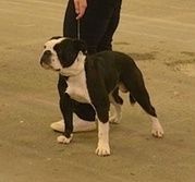 CH. Pickwick Zagan - 1er Exc, cl inter mâle