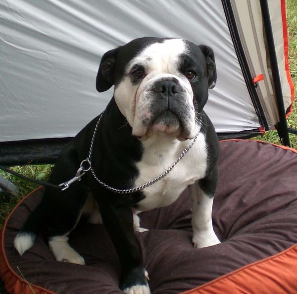 CH. Pickwick Zagan - 1er exc CACS, meilleur de race, 3ème du Gr II