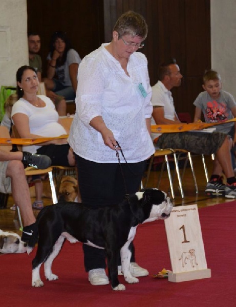 CH. Pickwick Zagan - 1er Exc CAC