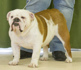 Feliz de vivir del Caliborso - Excellent + TAN