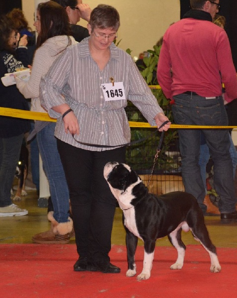 CH. Pickwick Zagan - 1er exc CACS Meilleur de race