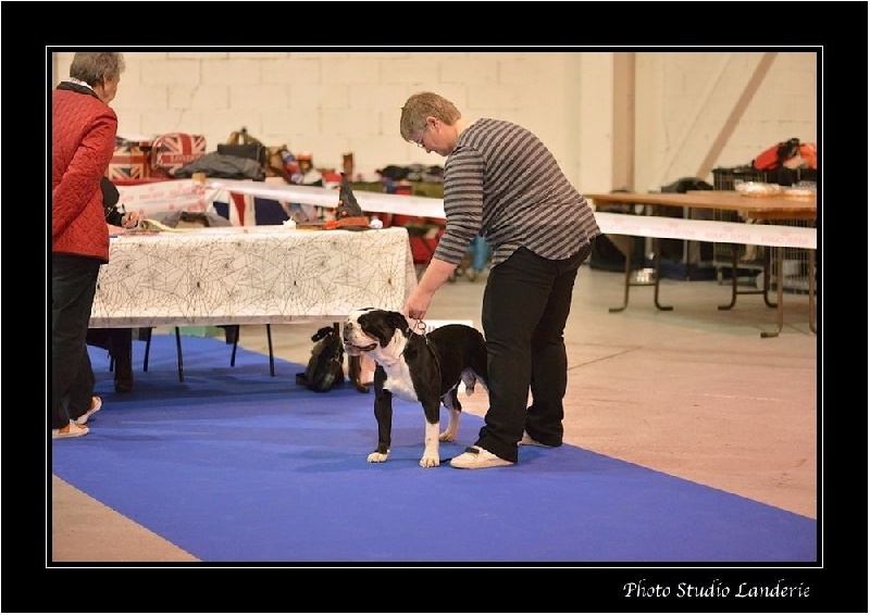 CH. Pickwick Zagan - 3ème Excellent, COM