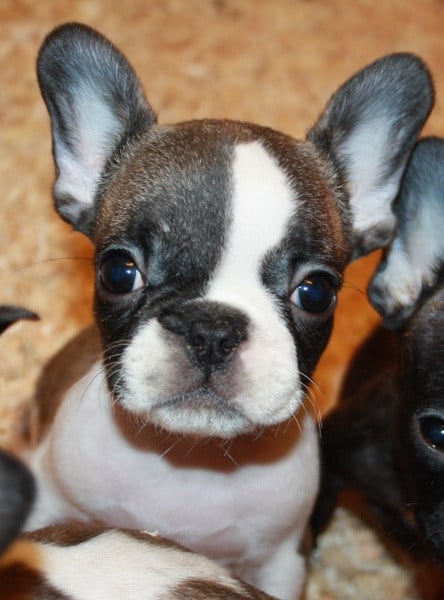 CHIOT 1 - Bouledogue français