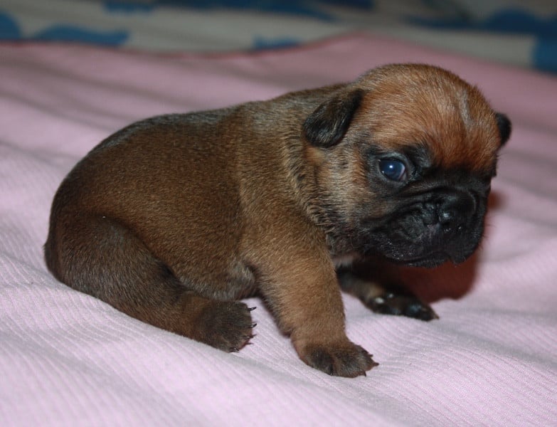 Chiot N°1 - Bouledogue français