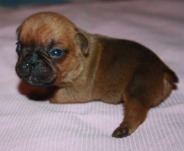 Chiot N°2 - Bouledogue français
