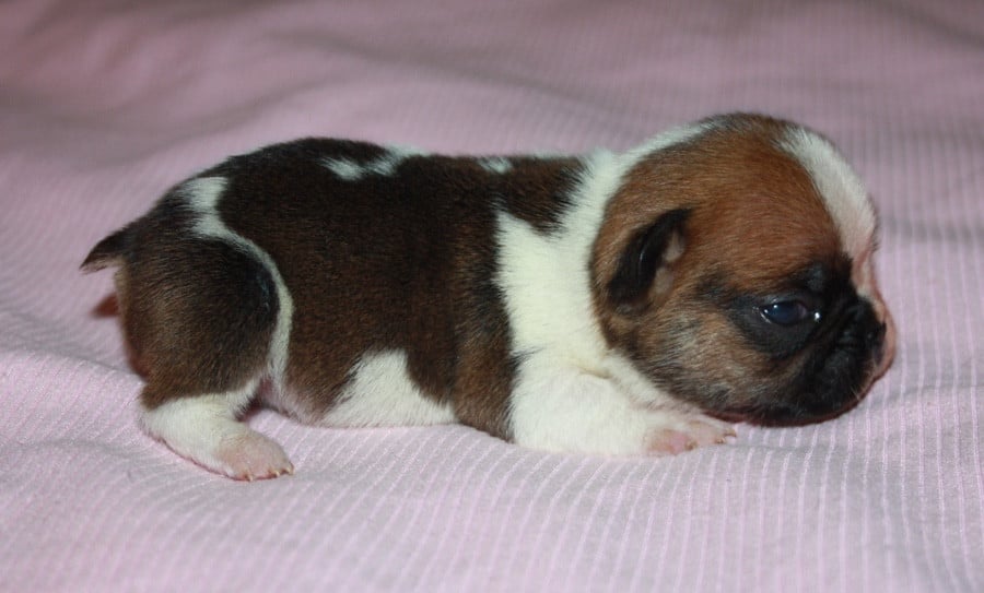 Chiot N°3 - Bouledogue français