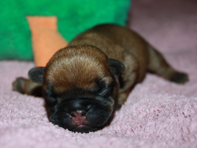 Les chiots de Bouledogue français