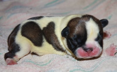 Les chiots de Bouledogue français