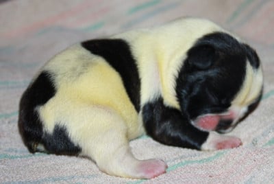 Les chiots de Bouledogue français