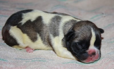 Les chiots de Bouledogue français