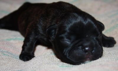 Les chiots de Bouledogue français