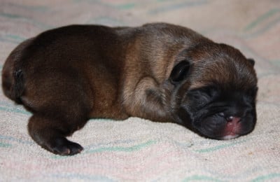 Les chiots de Bouledogue français